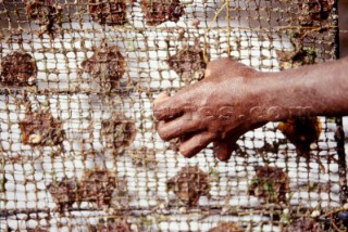 Isola di Ceram. La cesta delle baby oystersCeram island. The net of baby oysters. Ph.Carlo Borlenghi /