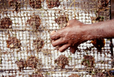 Isola di Ceram La cesta delle baby oystersCeram island The net of baby oysters PhCarlo Borlenghi 