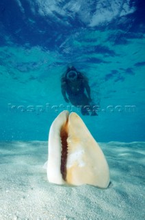 Conchiglie MaldiveShell Maldive. Ph.Fiorillo Federico /