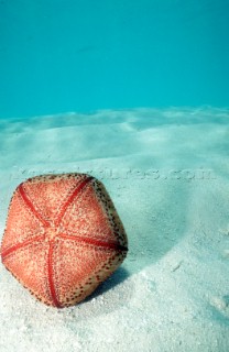 Conchiglie MaldiveShell Maldive. Ph.Fiorillo Federico /