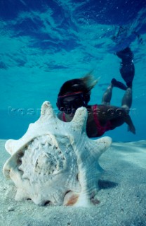 Conchiglie MaldiveShell Maldive. Ph.Fiorillo Federico /