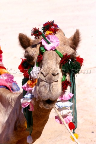 Camel wearing headress Dubai  United Arab Emirates