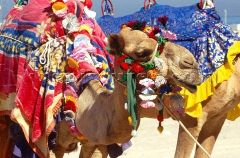 Camels and saddles Dubai  United Arab Emirates 