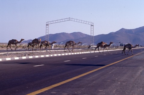 Camels crossing the road Dubai  United Arab Emirates