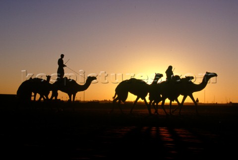 Camels and rider silhouetted at sunset Dubai  United Arab Emirates