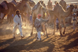 Camels, Dubai - United Arab Emirates.