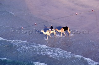 Camels on the beach, Dubai