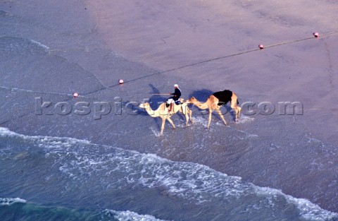 Camels on the beach Dubai