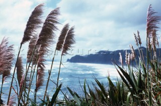 Wild grasses on a windy day.