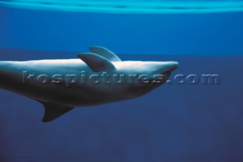 Dolphin swimming in aquarium