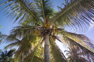 Coconuts on palm tree