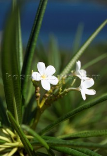 White flowers in Caribbean