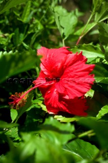 Hibiscus flower, Antigua