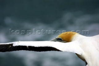 Detail of Ganet in flight