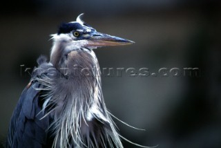 Great Blue Heron