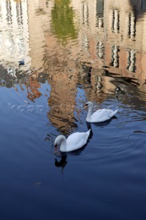 Ducks on the canal, Brugge, Belgium.