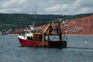 Sea gulls flying round fishing boat off the coast of Exmouth, UK