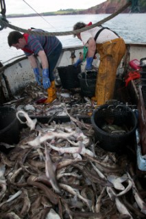 Fishermen sorting catch on deck of fishing boat