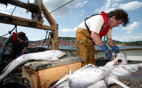 Fishermen gutting and cutting up catch on fishing boat