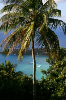 Tortola Island - British Virgin Islands - Caribbean -Landscape with Palm Tree