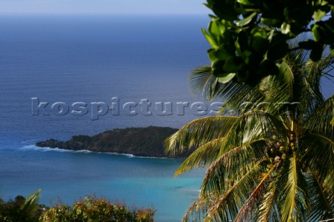 Tortola Island  British Virgin Islands  Caribbean Landscape with Palm Tree