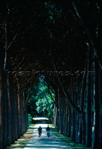 two cyclists riding through tree lined avenue Brijoni Islands Croatia