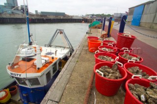 Oyster fishing Whitstable Kent, for Pacific and Native Oysters on the the traditional Oyster beds on the North Kent Coast of England