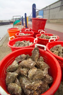 Oyster fishing Whitstable Kent, for Pacific and Native Oysters on the the traditional Oyster beds on the North Kent Coast of England