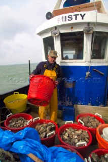 Oyster fishing Whitstable Kent, for Pacific and Native Oysters on the the traditional Oyster beds on the North Kent Coast of England