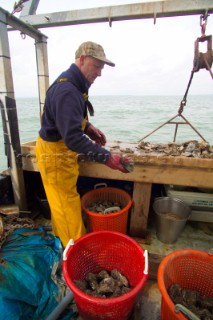 Oyster fishing Whitstable Kent, for Pacific and Native Oysters on the the traditional Oyster beds on the North Kent Coast of England