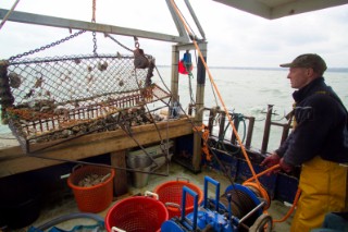 Oyster fishing Whitstable Kent, for Pacific and Native Oysters on the the traditional Oyster beds on the North Kent Coast of England