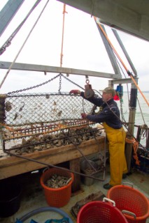 Oyster fishing Whitstable Kent, for Pacific and Native Oysters on the the traditional Oyster beds on the North Kent Coast of England