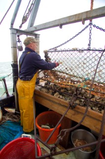 Oyster fishing Whitstable Kent, for Pacific and Native Oysters on the the traditional Oyster beds on the North Kent Coast of England