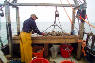 Oyster fishing Whitstable Kent, for Pacific and Native Oysters on the the traditional Oyster beds on the North Kent Coast of England