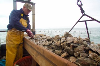 Oyster fishing Whitstable Kent, for Pacific and Native Oysters on the the traditional Oyster beds on the North Kent Coast of England