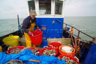 Oyster fishing Whitstable Kent, for Pacific and Native Oysters on the the traditional Oyster beds on the North Kent Coast of England