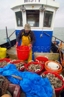 Oyster fishing Whitstable Kent, for Pacific and Native Oysters on the the traditional Oyster beds on the North Kent Coast of England