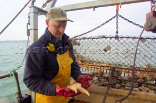 Oyster fishing Whitstable Kent, for Pacific and Native Oysters on the the traditional Oyster beds on the North Kent Coast of England