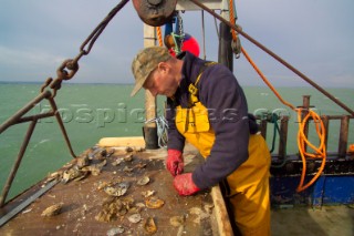 Oyster fishing Whitstable Kent, for Pacific and Native Oysters on the the traditional Oyster beds on the North Kent Coast of England