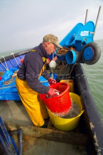 Oyster fishing Whitstable Kent, for Pacific and Native Oysters on the the traditional Oyster beds on the North Kent Coast of England