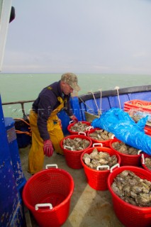 Oyster fishing Whitstable Kent, for Pacific and Native Oysters on the the traditional Oyster beds on the North Kent Coast of England