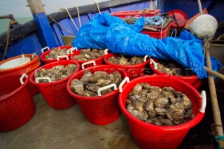 Oyster fishing Whitstable Kent, for Pacific and Native Oysters on the the traditional Oyster beds on the North Kent Coast of England