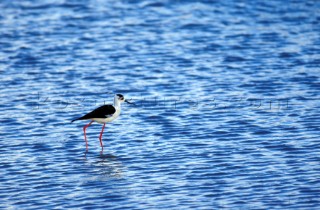 Black-winged Stilt standing in textured water