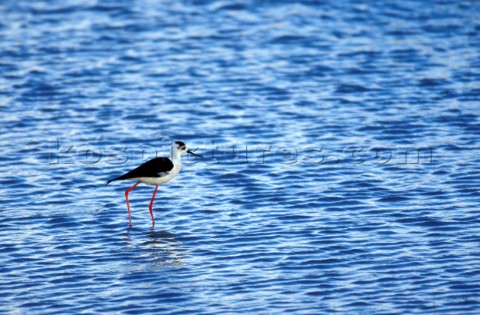 Blackwinged Stilt standing in textured water