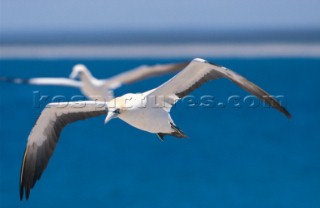 Two ganets in flight, Cape Town, South Africa