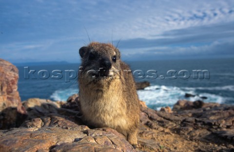 Rock Hyrax South Africa