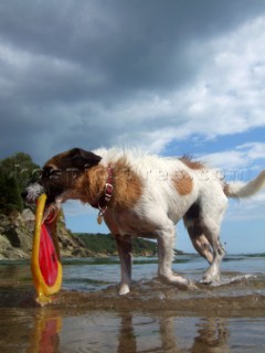 Jack Russell dog playing on a sandy beach with frisbie