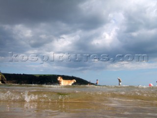 Dog playing in the sea water on a sandy beach