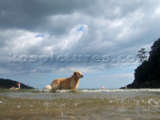 Dog playing in the sea water on a sandy beach