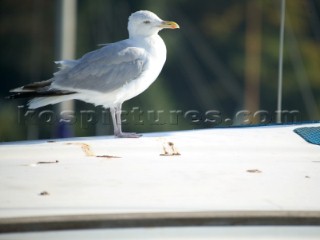 Seagull dropping bird dirt on a clean moored yacht